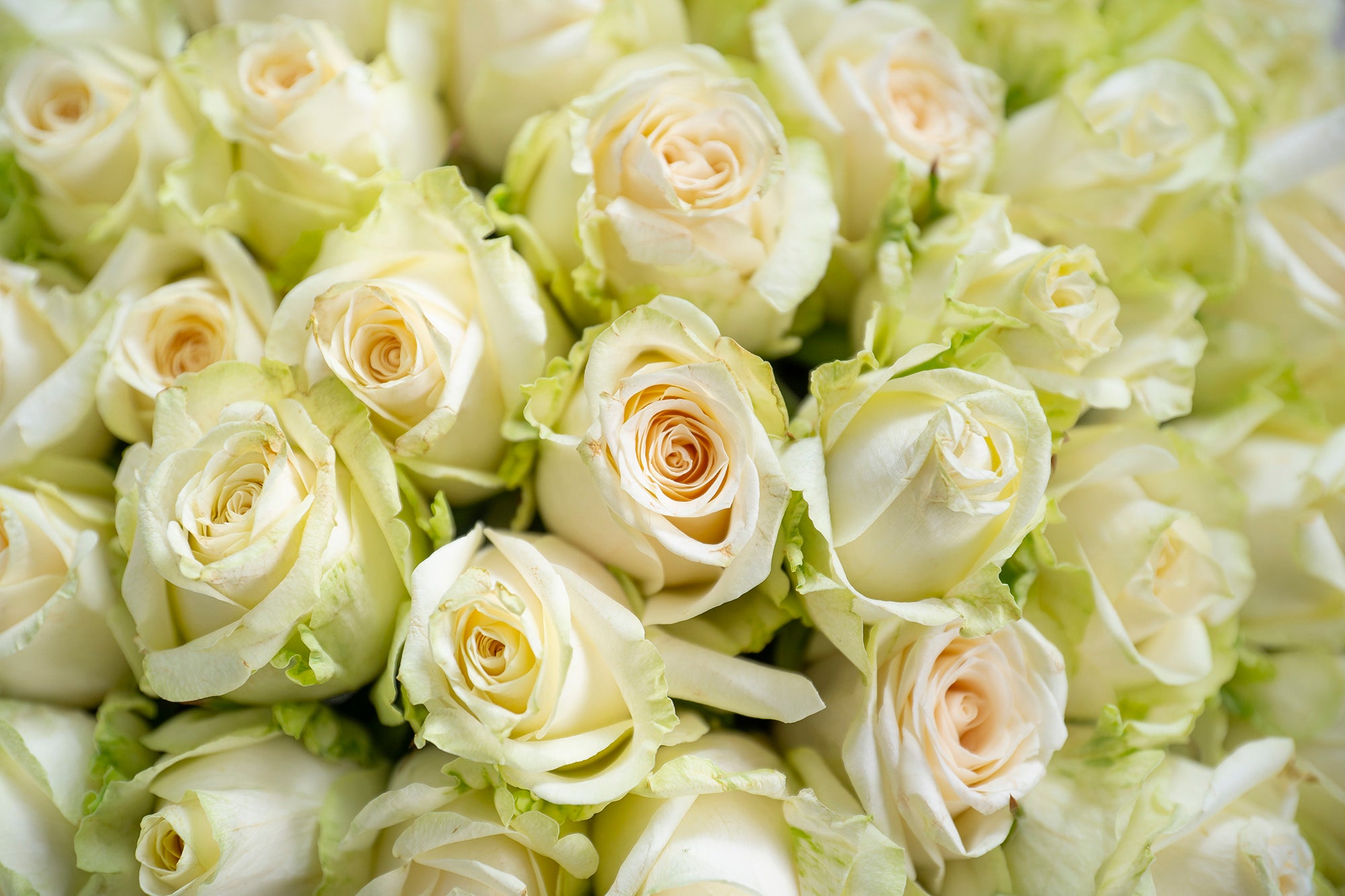 WHITE ROSES